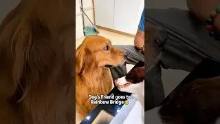 Poor dog burst into tears&nbsp;😢#dog #dogs #doglove #love #fyp #foryou