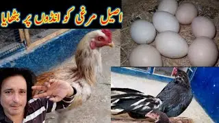 How to chicks on hen aj murgi kurak bitai #saad pet house#