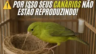 ❌ Se Você não  fazer Isso, Nunca Vai Ter Sucesso na Reprodução!