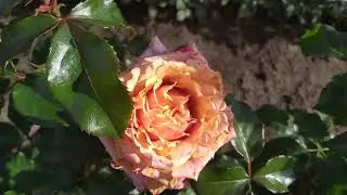 3Д (три Д), (3D). Agrinag's Corporate Values, Эквадор 2014 г. Срезочные (Florists Rose)