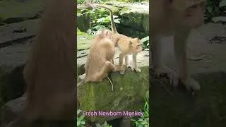 Lovely cute activities of newborn monkey, Fresh Newborn Monkey 2020