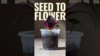 Bat Flower Growth Timelapse | Seed to Flower | Ultra-Realistic Cinematic Plant Growth