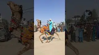Camel racing in Milo | A male camel thoroughly enjoying the race | #CamelRacing #CamelDance #Came...