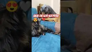 ❣️AnjuorSofi ka piyar😍 #love #explore#viral#cat#shortvideo#shortsfeed#shortsviral#animals#trending
