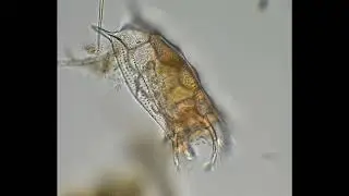 Keratella quadrata
