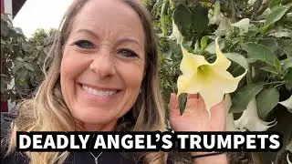 505 - Angel&rsquo;s Trumpet: The Beautiful Flower That Can Kill You