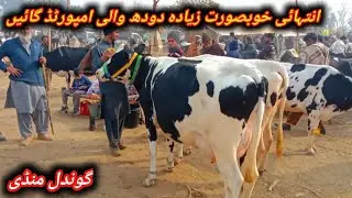 Beautiful 1st And 2nd Timer Pregnant And Milking Cows Fresh Update Today At Gondal Maweshi Mandi 