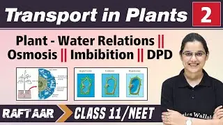 Transport in Plants 02 || Plant - Water Relations || Osmosis || Imbibition || DPD || Class11/NEET