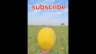 Melon yellow 🟡 Field #foryou #melon #yellowmelon #trending