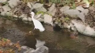 目黒川緑道（池尻大橋付近）