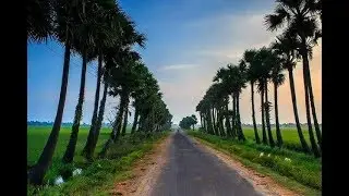 Asian palmyra palm benefits