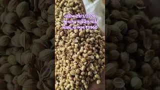 marketingyard શું આજના ધાણાના ભાવ ૧૯૦૦  ને પાર #agriculture#farmer#gujarati #marketing #super#rupee