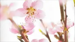 Calicry - End Well
