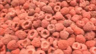 OctoFrost Frozen- IQF Berries: Raspberries