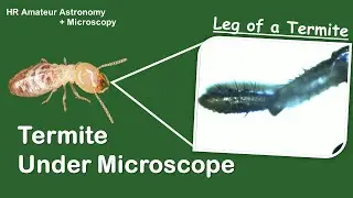 Termite Under Microscope