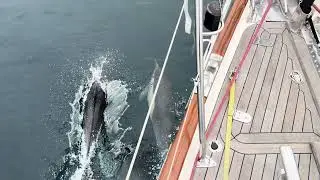 It never gets old! Dolphins off of Meltemi‘s bow!
