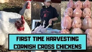 First time Harvesting Cornish Cross Chickens from Valley Farms Hatchery
