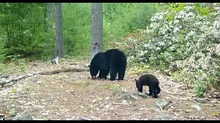 Browning Trail Cam Videos-June 2021