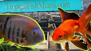 The Most Unique Fish Store that I Have Ever Seen!  Neighborhood Fish Farm Miami, FL