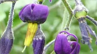 Bitter Nightshade Flowers - Solanum dulcamara - Eiturfl&aelig;kja  - Villijurtir - N&aacute;ttskuggabl&oacute;m