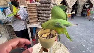 #souq#waqif#qatar    Doha  pet market