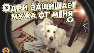 Я не могу подойти! Одри ВСТАЛА ГРУДЬЮ за мужа 😂 Реакция собаки БЕСЦЕННА!