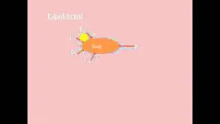 Equilibrium of a body and Lamis theorem