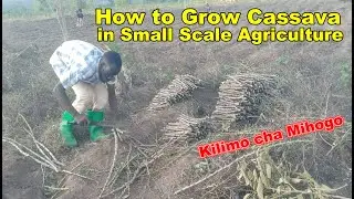 Kilimo bora cha Mihogo | How to Grow Cassava in Small Scale Agriculture and Most Yield