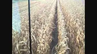Andy and John Gough Farms Corn Harvest 2010