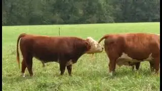 Bull makes hilarious face after smelling cow's backside!