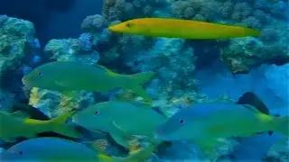 Gold-saddle goatfish (Parupeneus cyclostomus) and Cigar wrasse (Cheilio inermis)