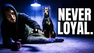 Why a Dog Will Follow You Into Fire (It&rsquo;s Not What You Think)
