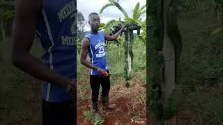 Dragon fruit pruning