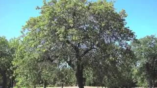 Fast Growing Post Oak For Sale
