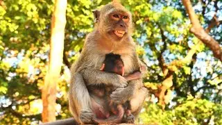Adorable Newborn Baby Monkey Finds Warmth in Mother&rsquo;s Loving Chest