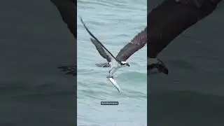 Power and precision   Video by @mark smith photography An osprey demonstrates its impressive hunting