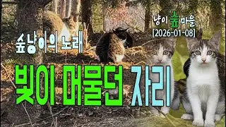 숲냥이의 노래, 빛이 머물던 자리 | Where the Light Stayed #아가진재삐 #숲냥이의 노래