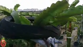 vista del huerto de pitahaya