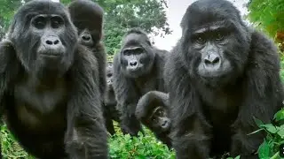 Gorilla growth