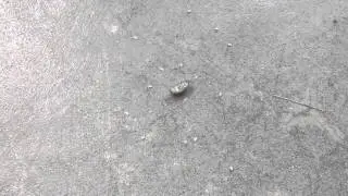 Rolly Polly BD  (HD)