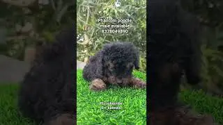 top quality toy poodle male avaliable #poodle  #puppylove #puppiesforsale #HyderabadPets #petstore