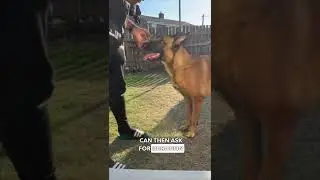 HOW TO: TEACH YOUR DOG TO NOSE TARGET | SMART DOGS TRAINING #shorts