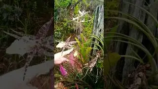 Orchids growing wild in between#orchid #airplants #rareplants #flowers #plants