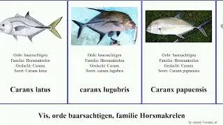 Vis, orde baarsachtigen, familie Horsmakrelen carangoides caranx trachurus fish vari indica hippos