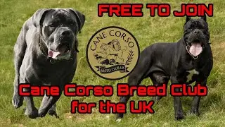 The Cane Corso Breed Club Uk - Who we are