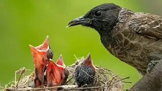 Red-vented Bulbul Nesting Documentary
