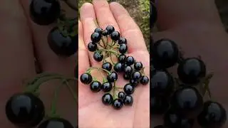 This Childhood Black Berry Is a Powerful Medicinal Plant! #shorts #plants #farming