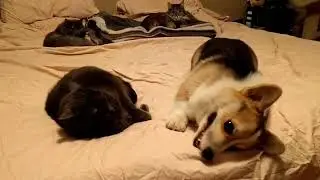 Cat sisters don't want to play with corgi