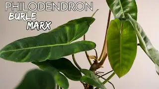 Philodendron Burle Marx | How To Houseplant