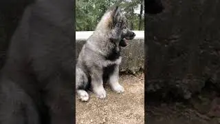 HUSKY AGOUTI